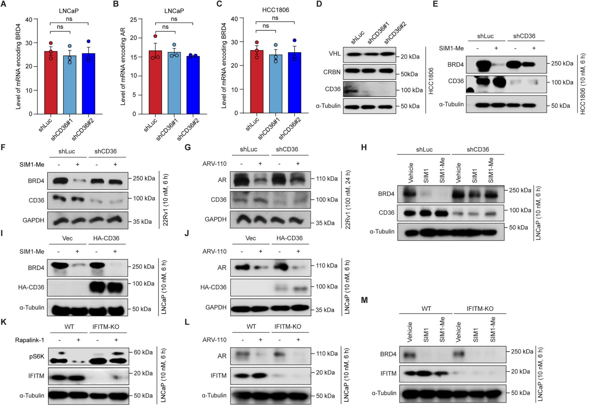 ShCD36 reverses the cytotoxicity of representative bRo5 drugs to cancer cells
