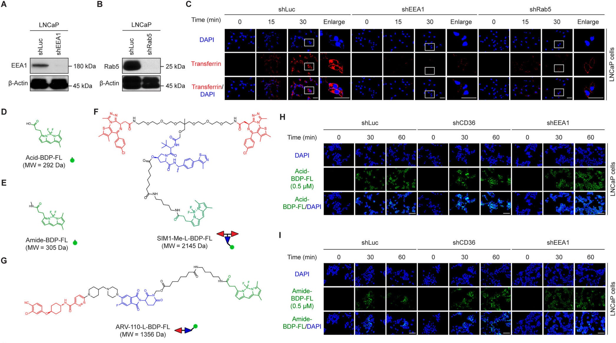 CD36-mediated endocytosis is a general path for bRo5-BDP-FL fluorescent probe uptake in cells