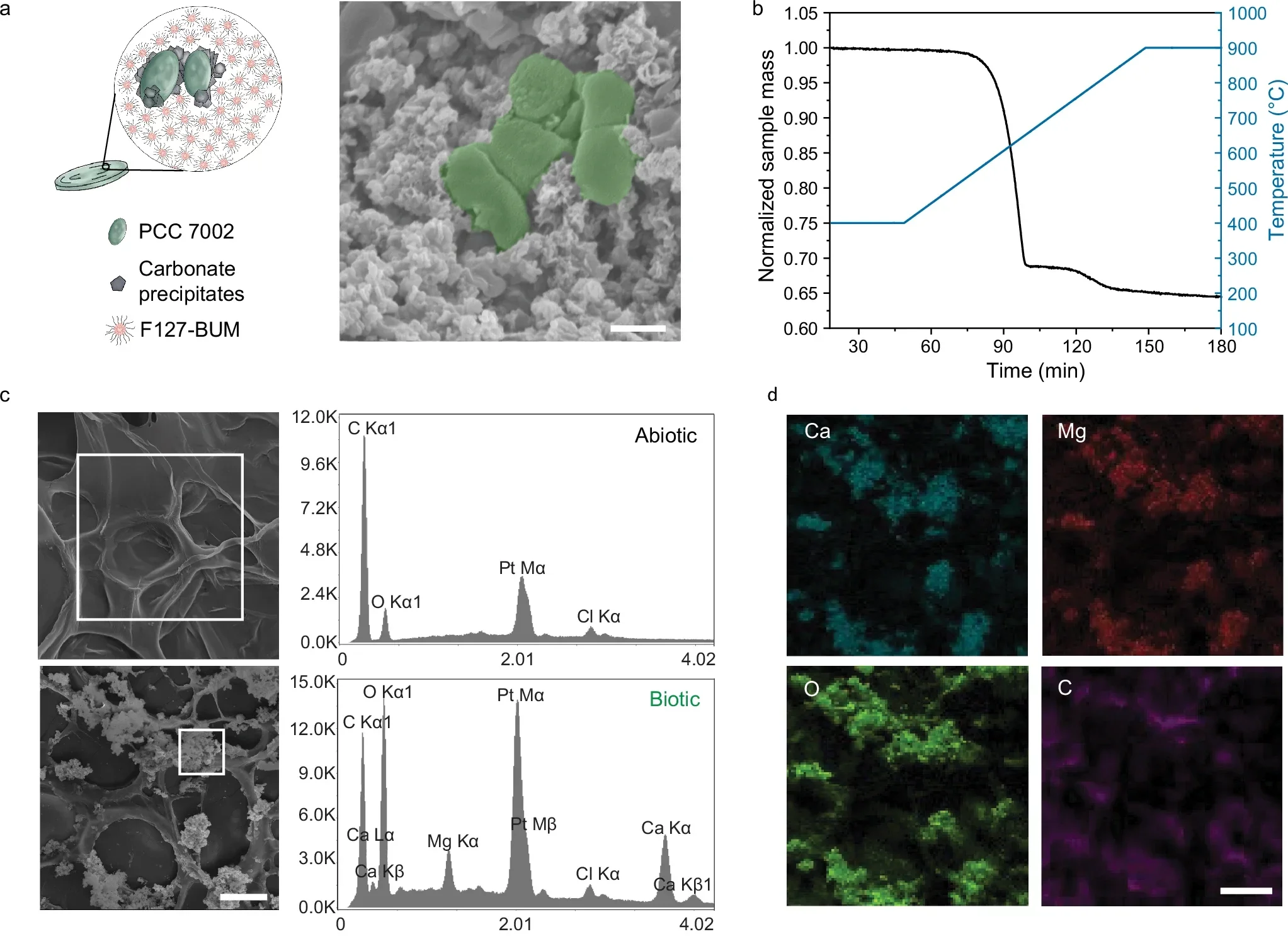Carbonate formation within photosynthetic living materials.
