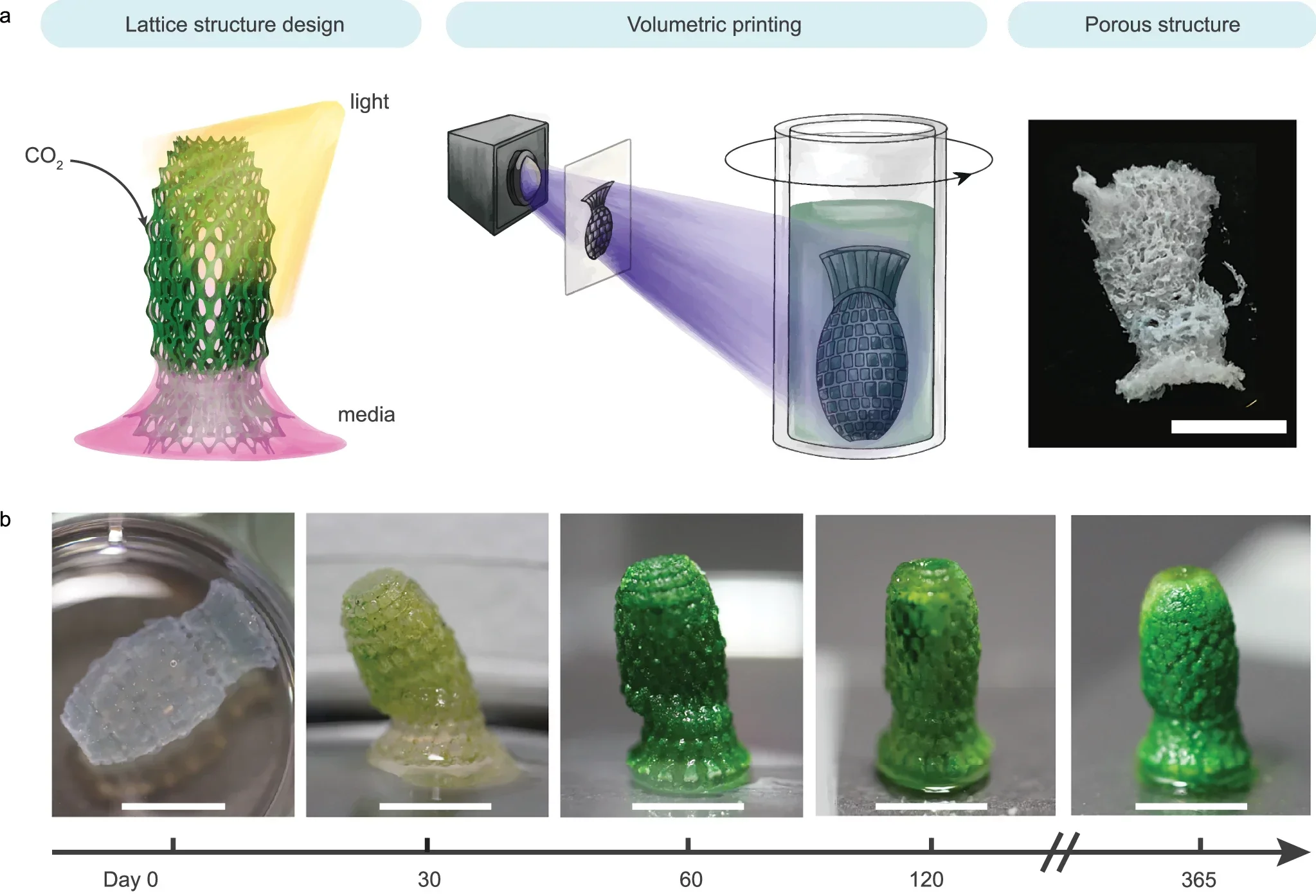 Digital fabrication of photosynthetic living structures for dual carbon sequestration.