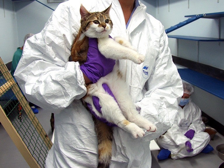 A cat who participated in the study.