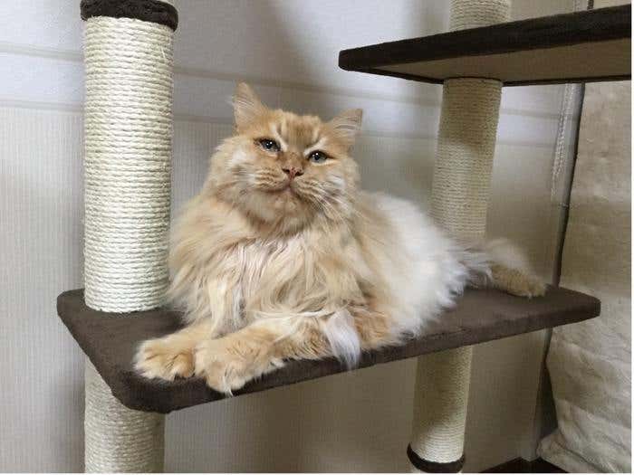 New Kyoto University study reveals how cat purring and aggression link to a specific gene. Learn what it means for pet owners.