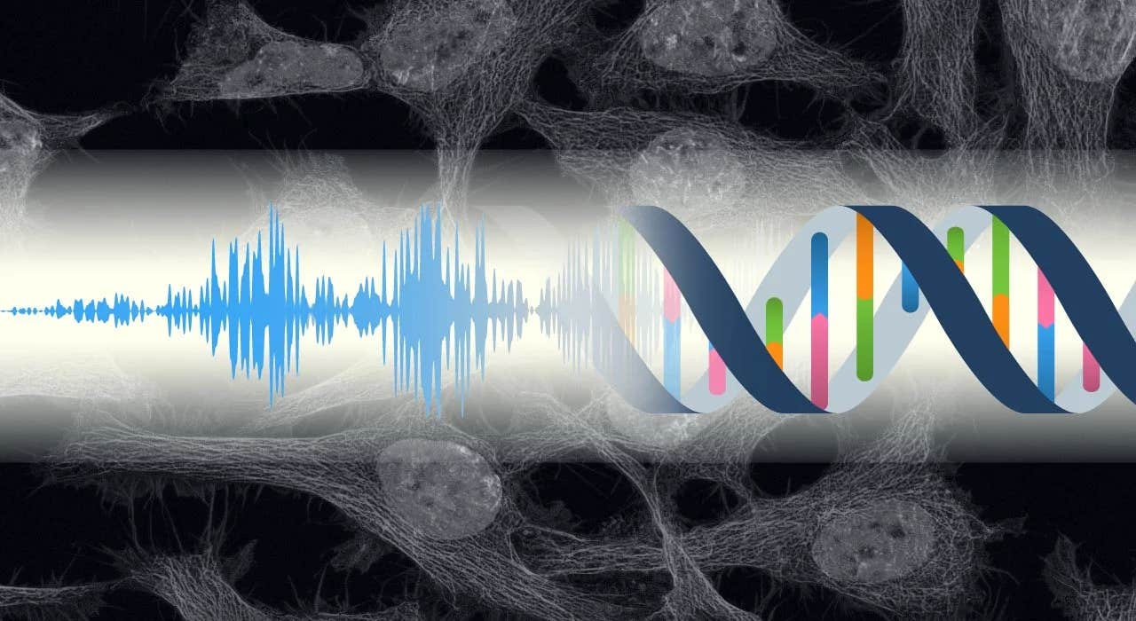 Cells react to sound waves like they do to chemicals, with new research showing gene-level responses and future medical potential.