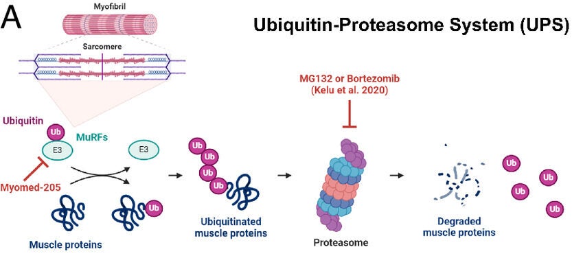 MuRF accumulation at night limits nocturnal muscle growth.