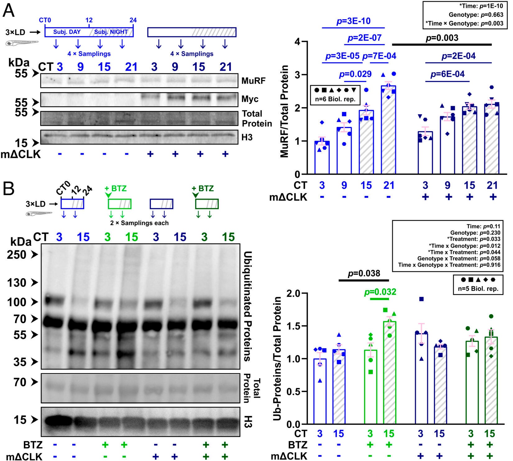 Inhibition of the muscle clock disrupts circadian variations in proteasomal flux in the muscle.