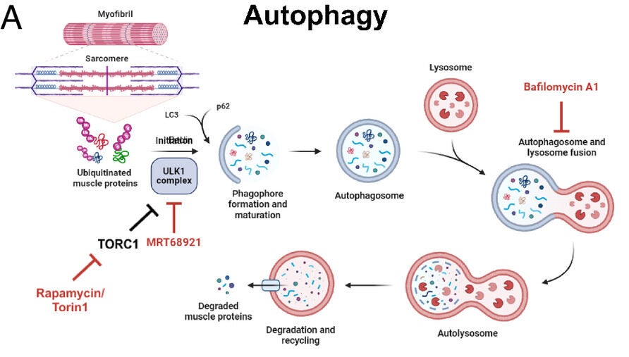 Ulk1-dependent autophagy activation at night limits nocturnal muscle growth.
