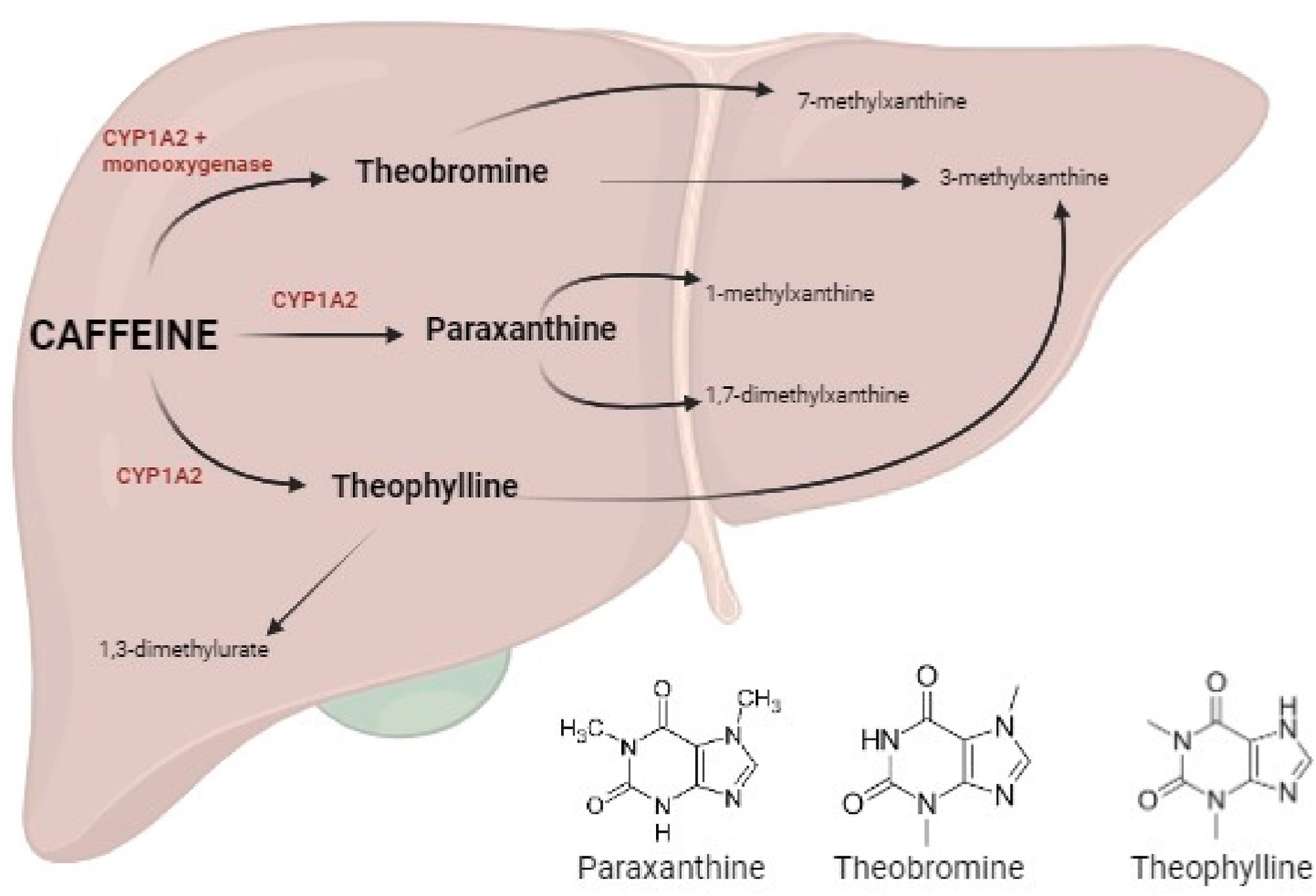 Major metabolic pathways and chemical structures of caffeine metabolites.