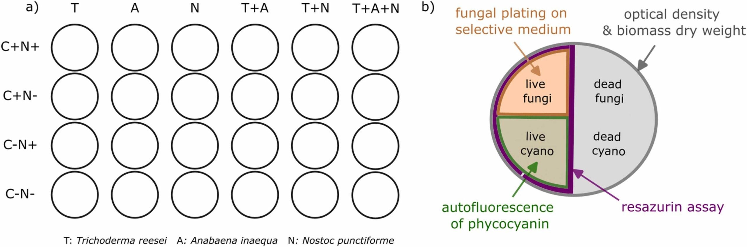 (a) For each monoculture or co-culture, four different cases were tested, i.e., C+N + , C+N-, C-N + , and C-N-. For each case, three biological replicates were produced. (b) Five quantitative characterization methods were applied in this study, i.e., optical density measurement, biomass dry weight measurement, resazurin assay, fungal plating on selective medium, and measurement of phycocyanin autofluorescence.