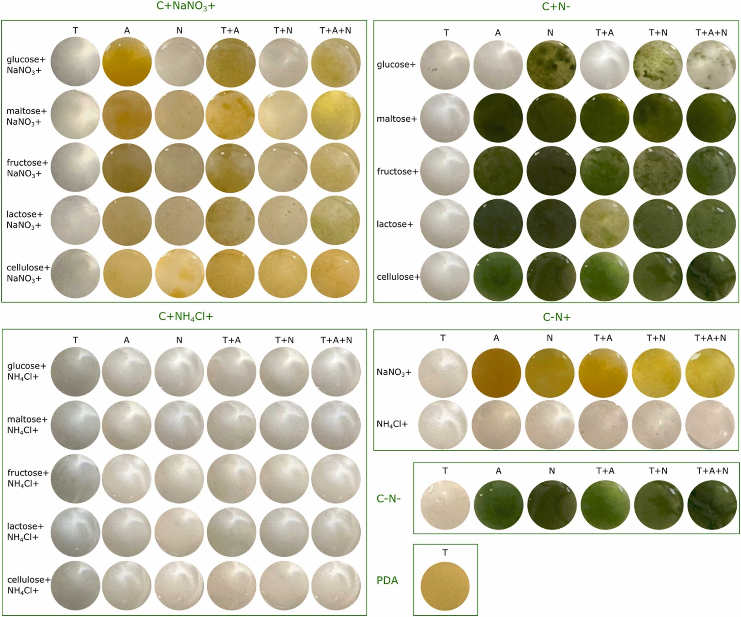 The picture of each well at the end of 32-day incubation. For each test, three biological replicates were produced, and the pictures were taken from one of the replicates. The other two displayed the same pattern.