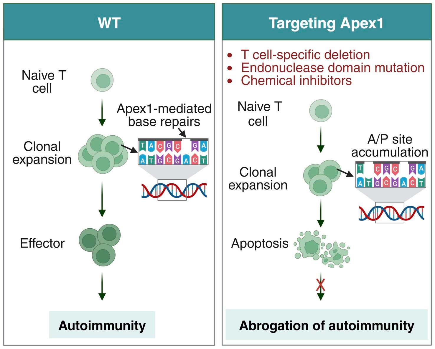 Graphical abstract. Apex1 safeguards genomic stability to ensure a cytopathic T cell fate in autoimmune disease models