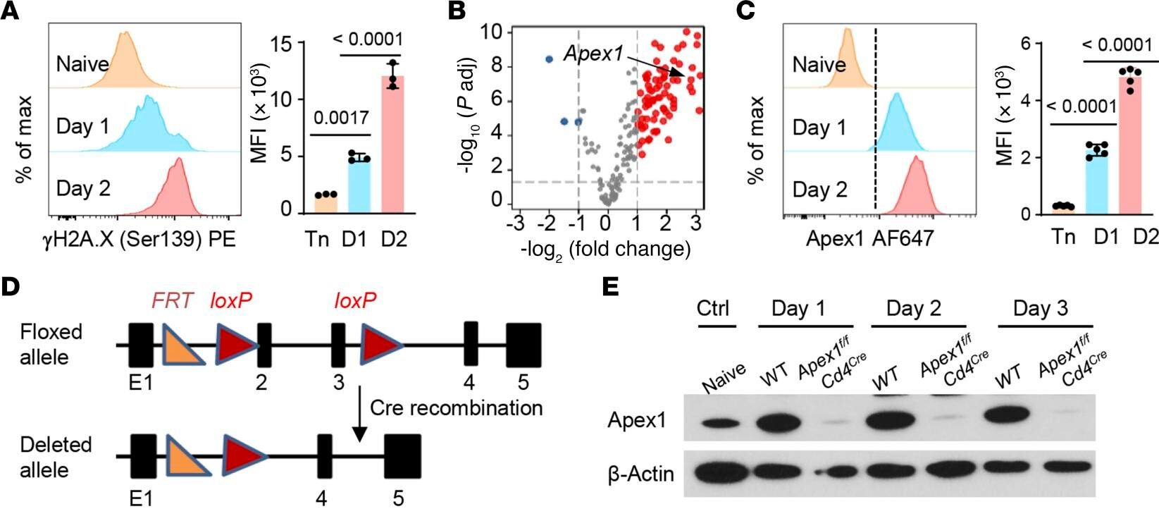 DNA damage repair activities in T cells and the generation of conditionally Apex1-deleted mice.