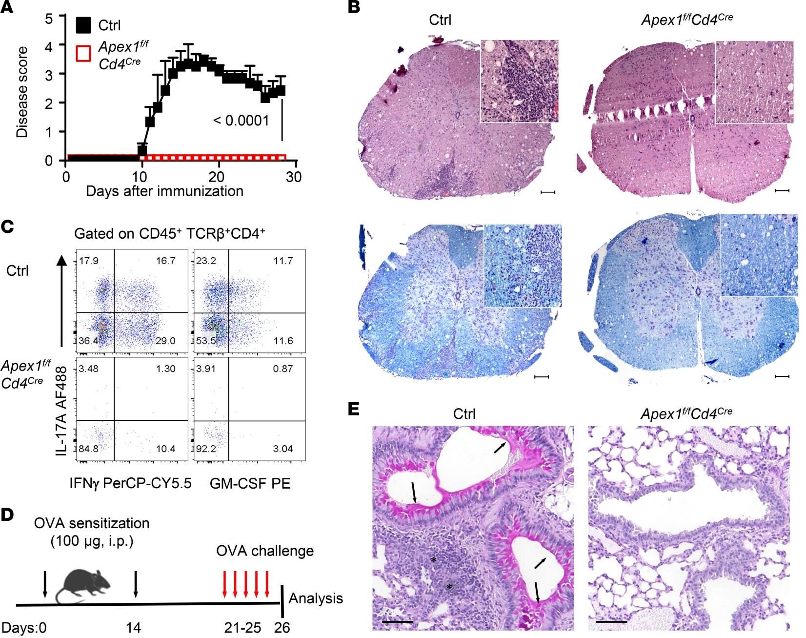 Conditional deletion of Apex1 protects mice from immune-mediated tissue damage.