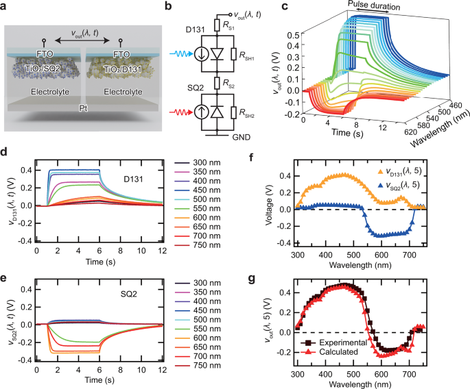 Schematic representation of a self-powered polarity-tunable dye-sensitized optoelectronic artificial synapse.
