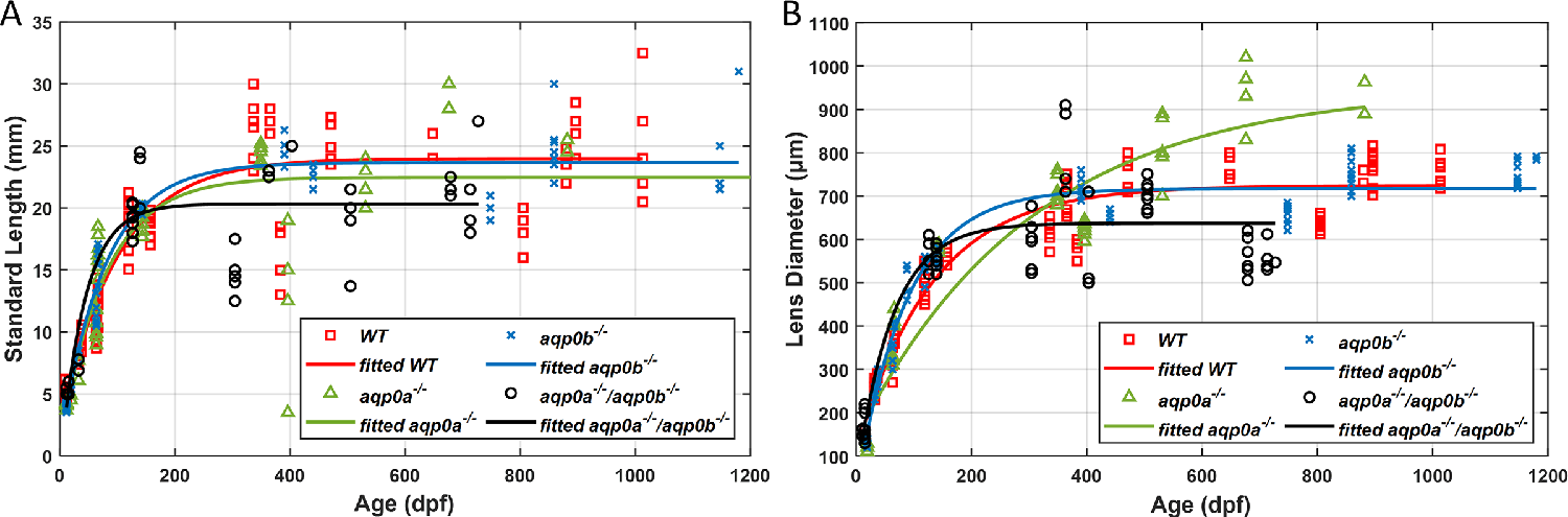 Zebrafish aqp0 mutant lens growth. Zebrafish standard length (A) and lens diameter (B) as a function of age (dpf) for WT, aqp0a−/−, aqp0b−/−, and double aqp0a−/−/aqp0b−/− mutants. WT and aqp0b−/− standard length growth plateaued at ∼24 mm after ∼350 dpf (A, red and blue); in aqp0a−/−, at ∼23 mm after ∼350 dpf (A, green).