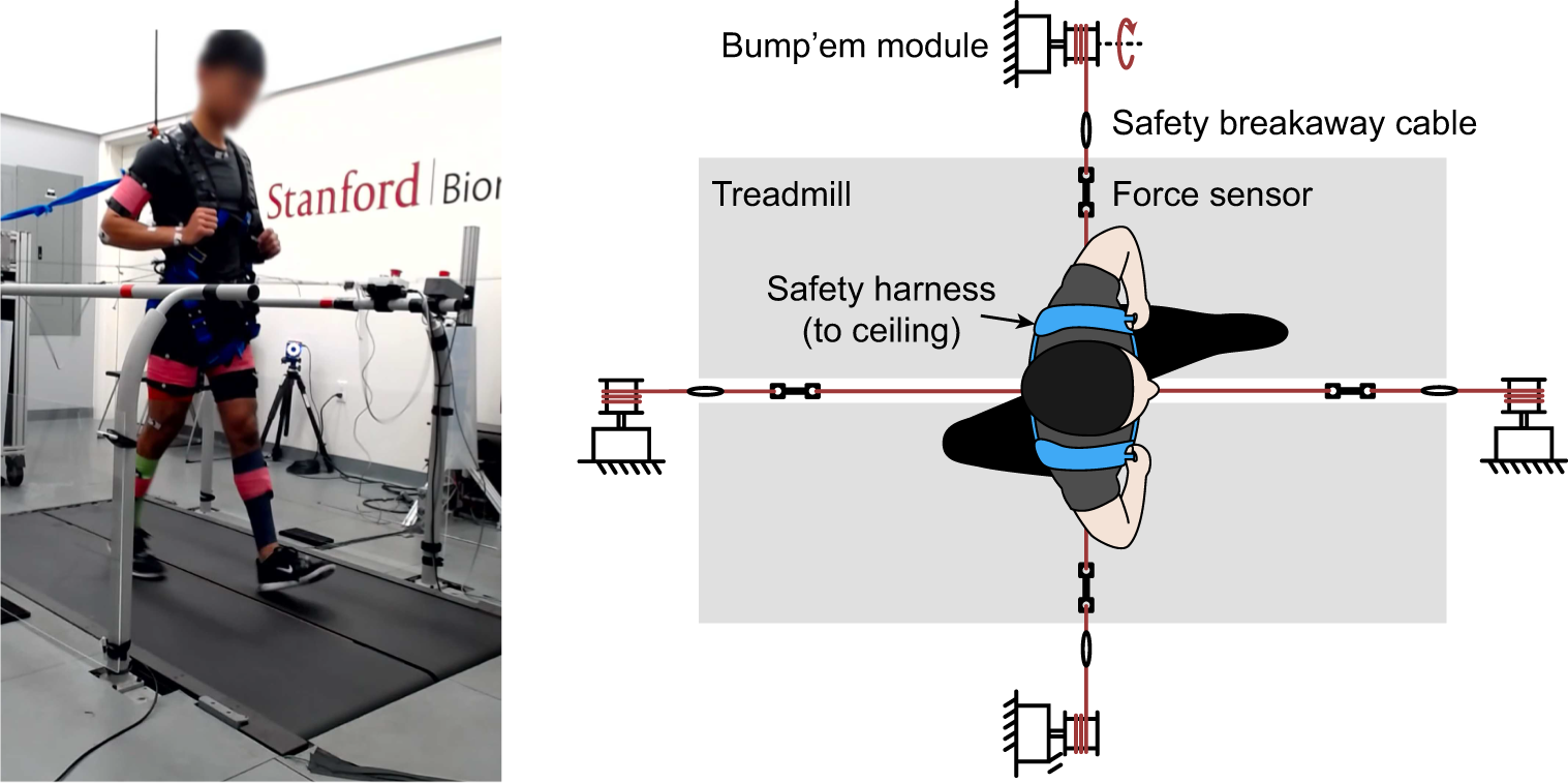 Left: photograph of subject walking on treadmill while wearing safety harness, perturbation harness, motion capture markers and EMG sensors. Subject provided permission for photograph use and their face is blurred to preserve anonymity. Right: top-down view of schematic representing a subject walking on a treadmill while wearing a safety harness and connected to the perturbation system.
