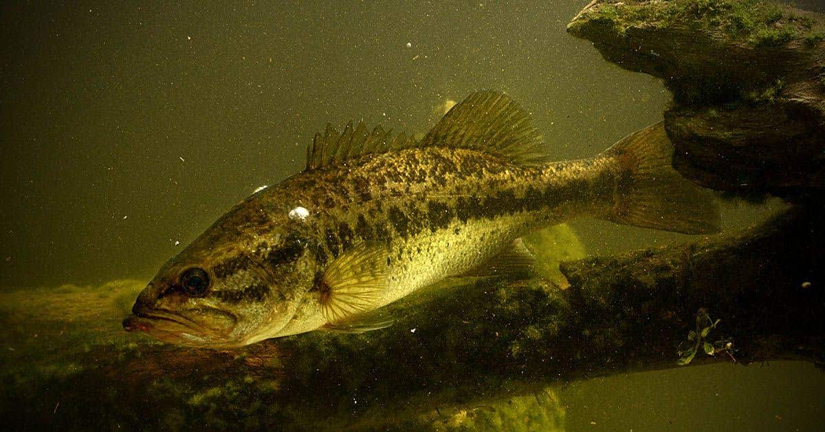 Freshwater fish in the U.S. now carry parasites once rare in the region, posing a new health risk for raw fish lovers.