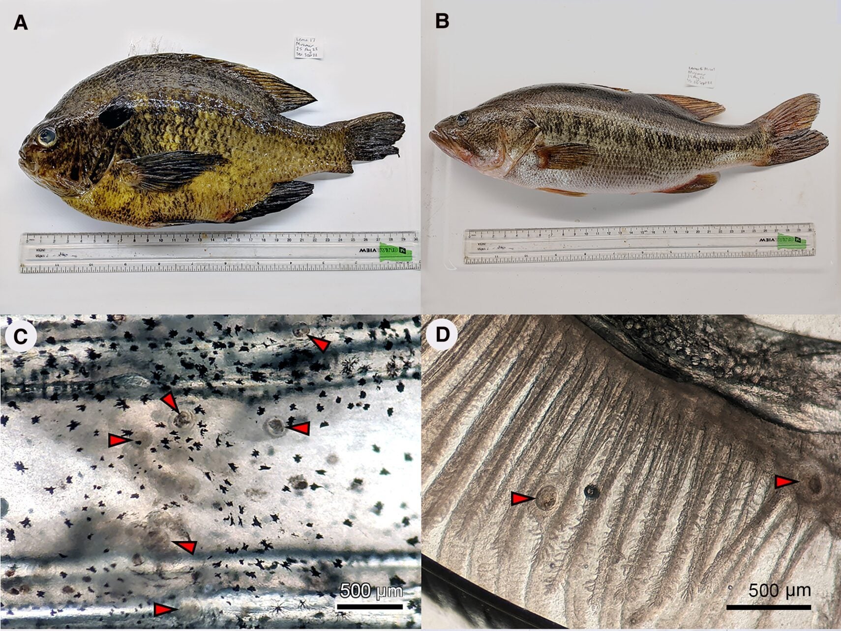 The infectious stages (metacercariae) of 2 introduced, zoonotic trematodes occur in commonly captured and eaten freshwater fish species in southern California.