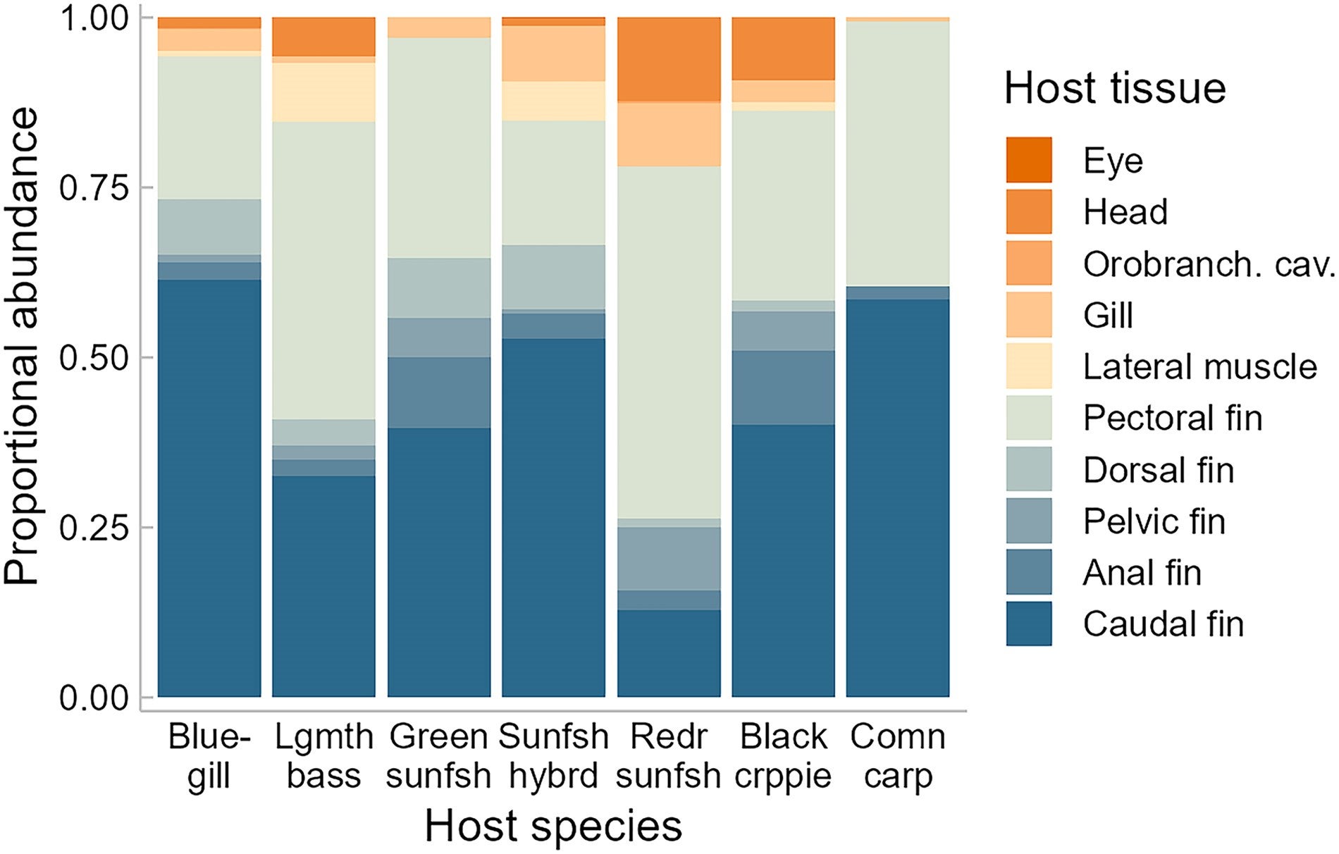 The proportional abundance of all counted Haplorchis pumilio metacercariae among different host tissues for each of the examined host species.