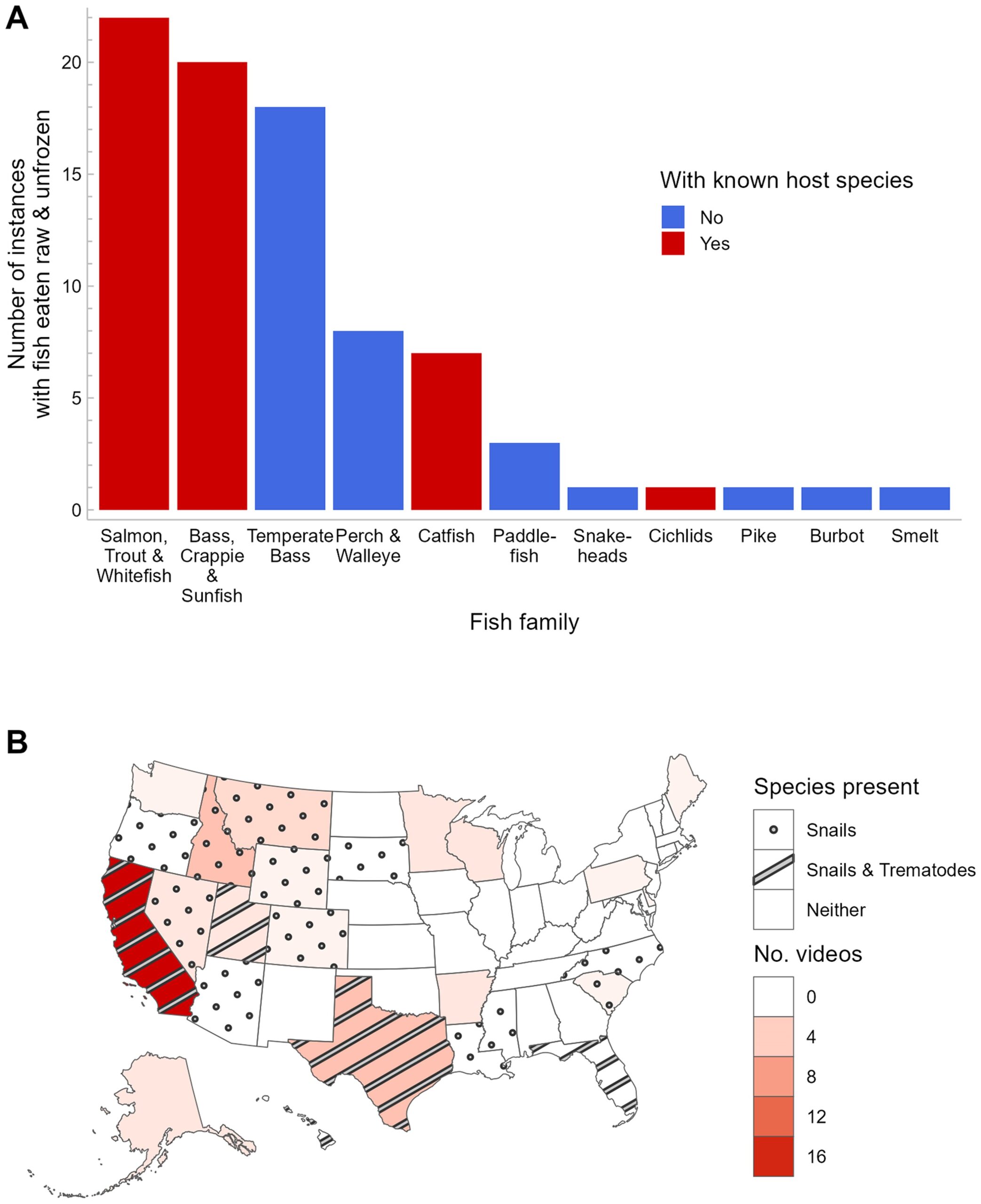 Videos posted on YouTube indicate that people in the United States do eat raw, unfrozen fish, including each species that we document as harboring infectious metacercariae of Haplorchis pumilio and Centrocestus formosanus.