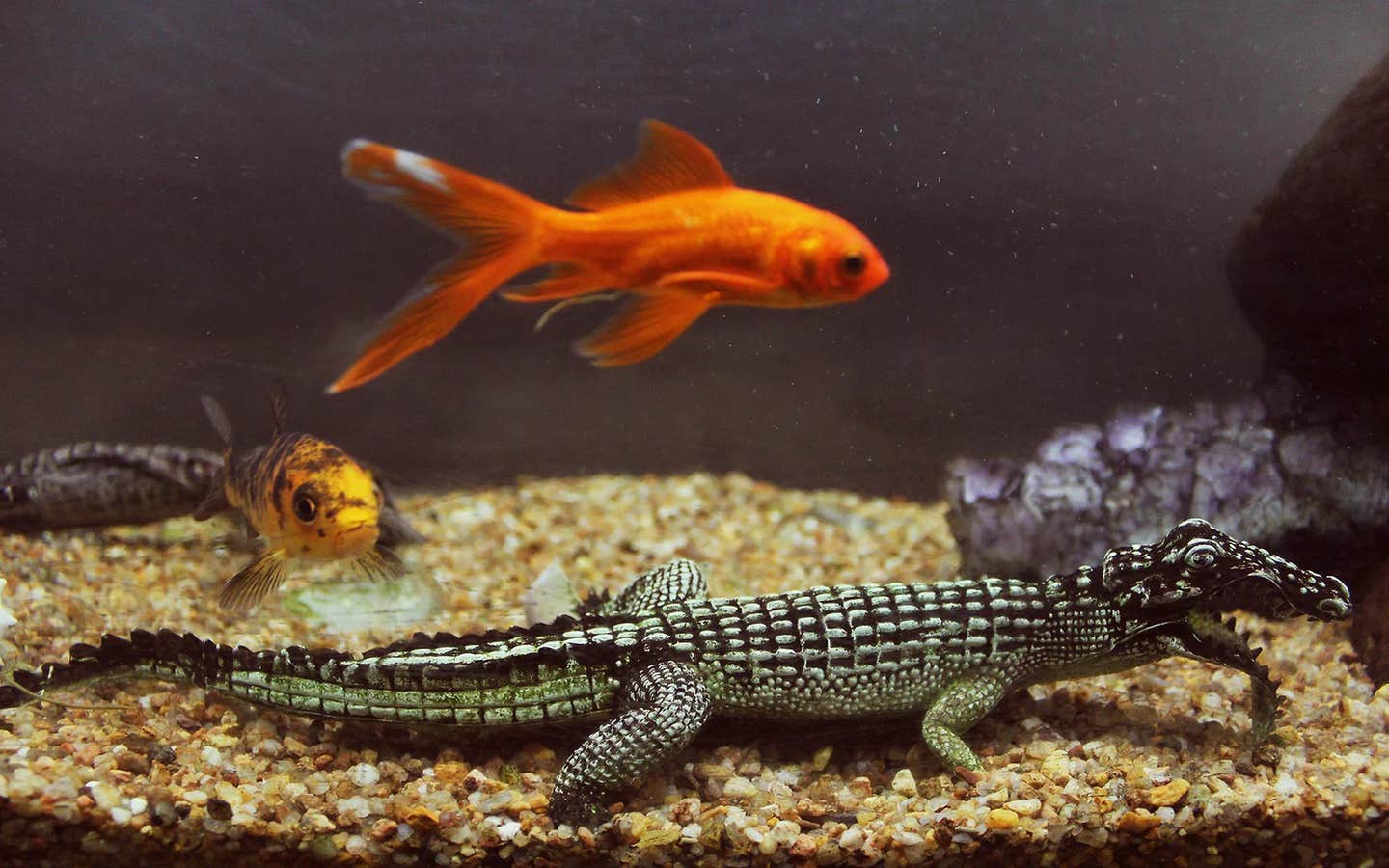 New research challenges old beliefs, showing reptiles, fish, and insects may feel and think in complex ways.