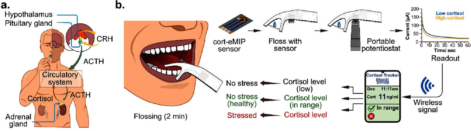 (a) Role of cortisol in stress response; (b) Proposed saliva sensing dental floss use case with the embedded cort-eMIP sensor. The floss is connected to a portable potentiostat for readout and signal transmission to a mobile device.