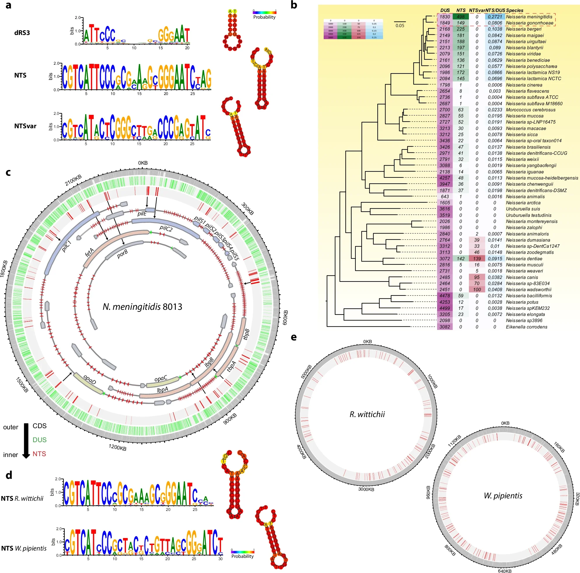 Hairpin repeats surround key genes in Neisseria and other bacteria.