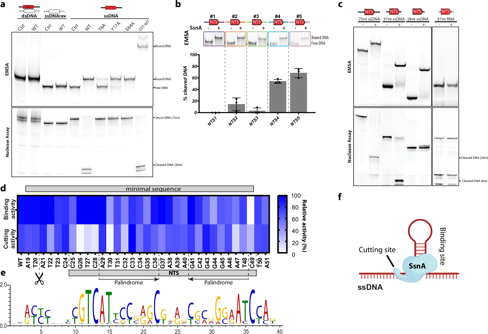 SsnA is a specific single-stranded endonuclease targeting NTS repeats.