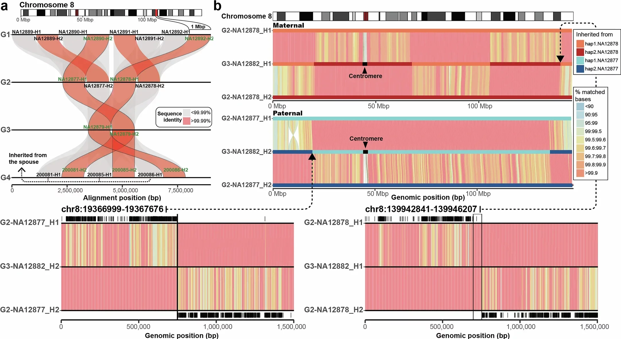 Recombination breakpoint map of CEPH 1463.