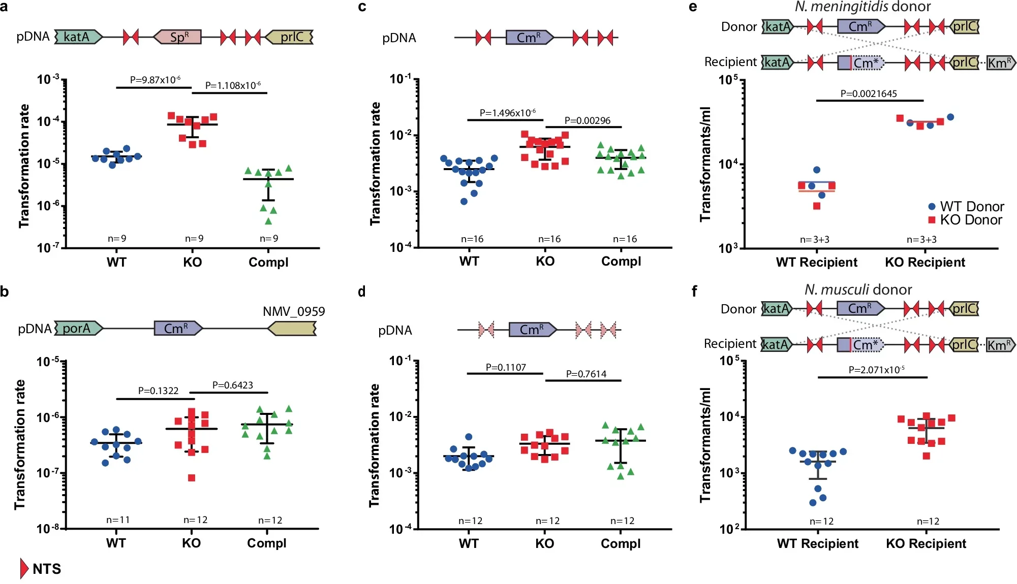SsnA modulates natural transformation in N. meningitidis.