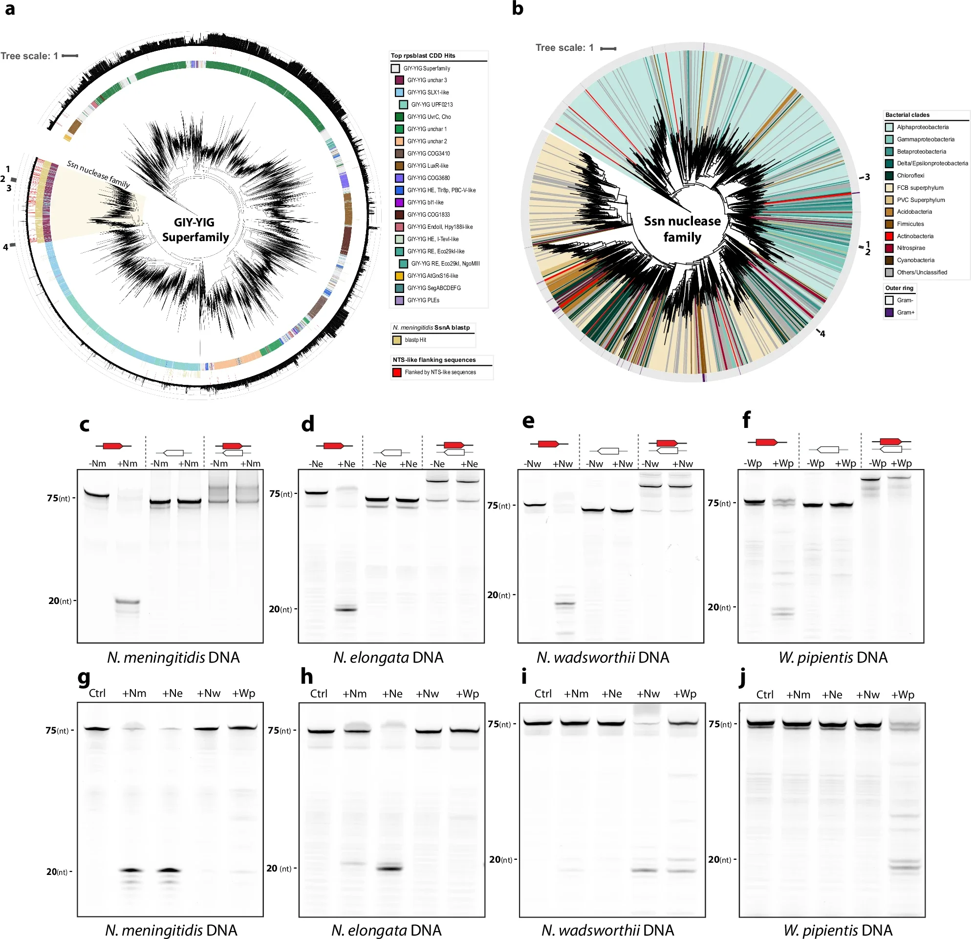 SsnA belongs to a broad family of ssDNases with diverse specificities.