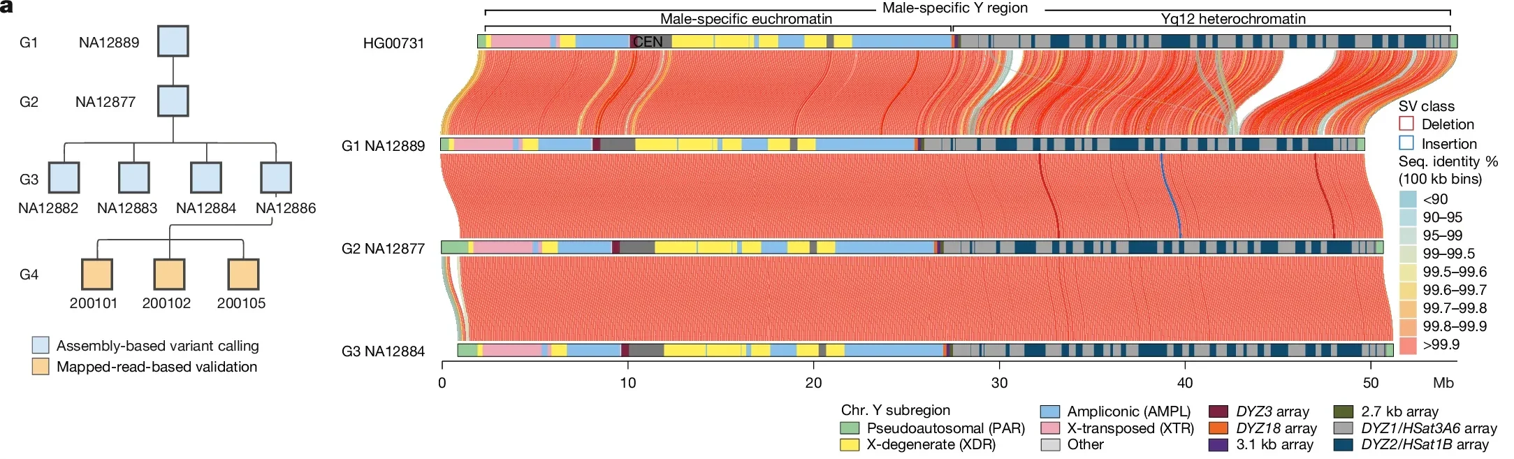 Chromosome Y and an example of a de novo mobile element.