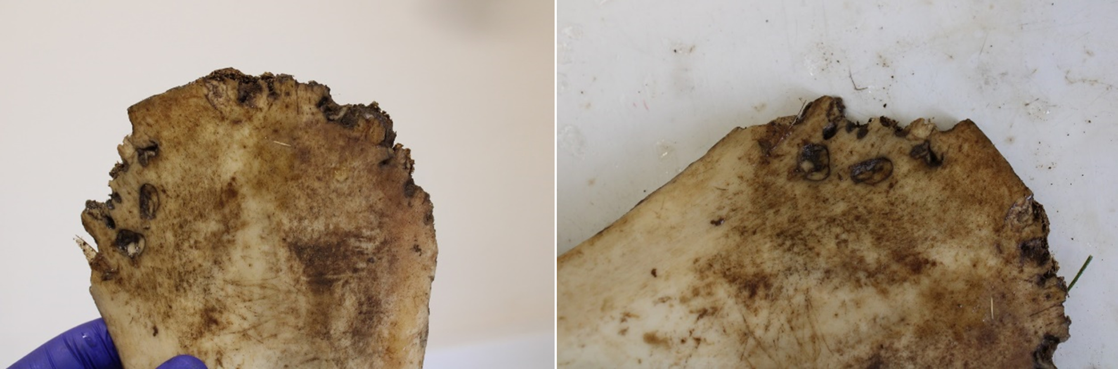 Puncture injuries by large felid scavenging on both sides of bone