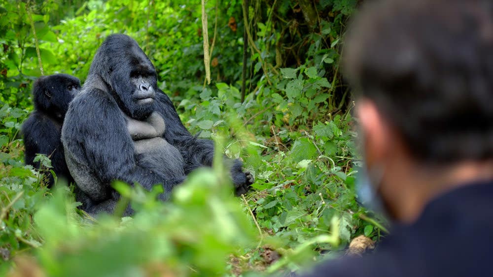 A 20-year study of gorillas reveals surprising trade-offs between friendship, health, and survival—offering lessons that reach far beyond the jungle.