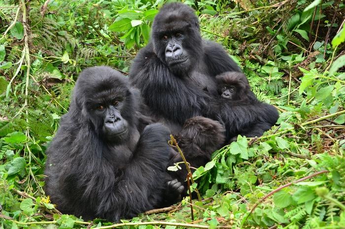 Three generations of mountain gorillas sitting together. Gutangara holding her infant daughter, next to her adult daughter Shishikara and grandson Kira. 

