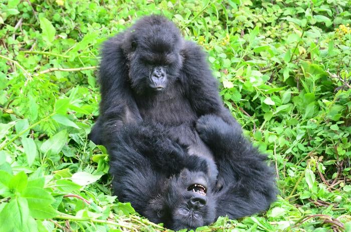 Two subadult female mountain gorillas play together in Volcanoes National Park, Rwanda.