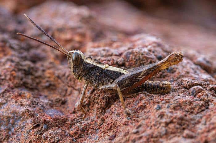 The Monte Gordo Grasshopper, once declared extinct, has been found alive after 40 years on São Nicolau island.