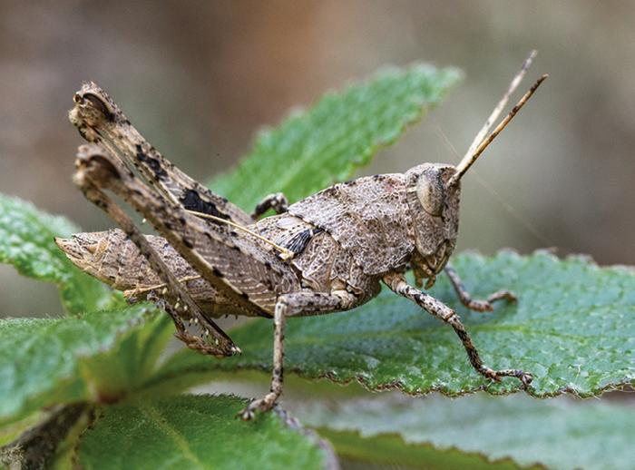 Eyprepocprifas insularis, nymph from Monte Gordo.
