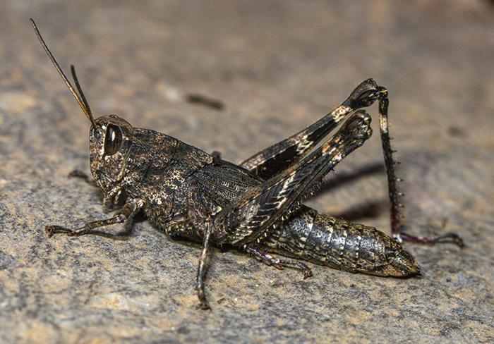 Eyprepocprifas insularis, female from Monte Cintinha.

