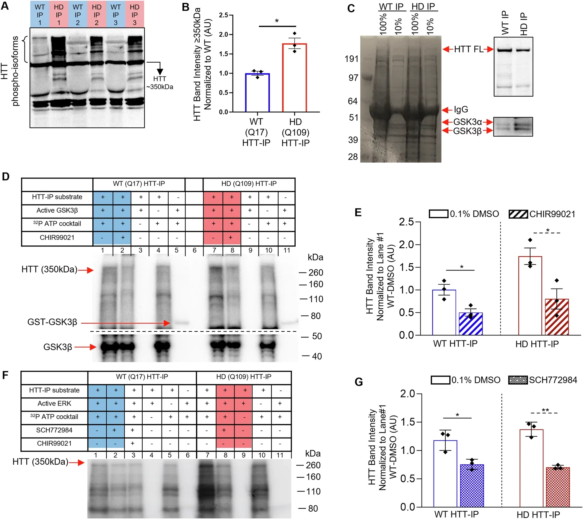 GSK3β and ERK phosphorylate non-pathogenic and pathogenic HTT in vitro.