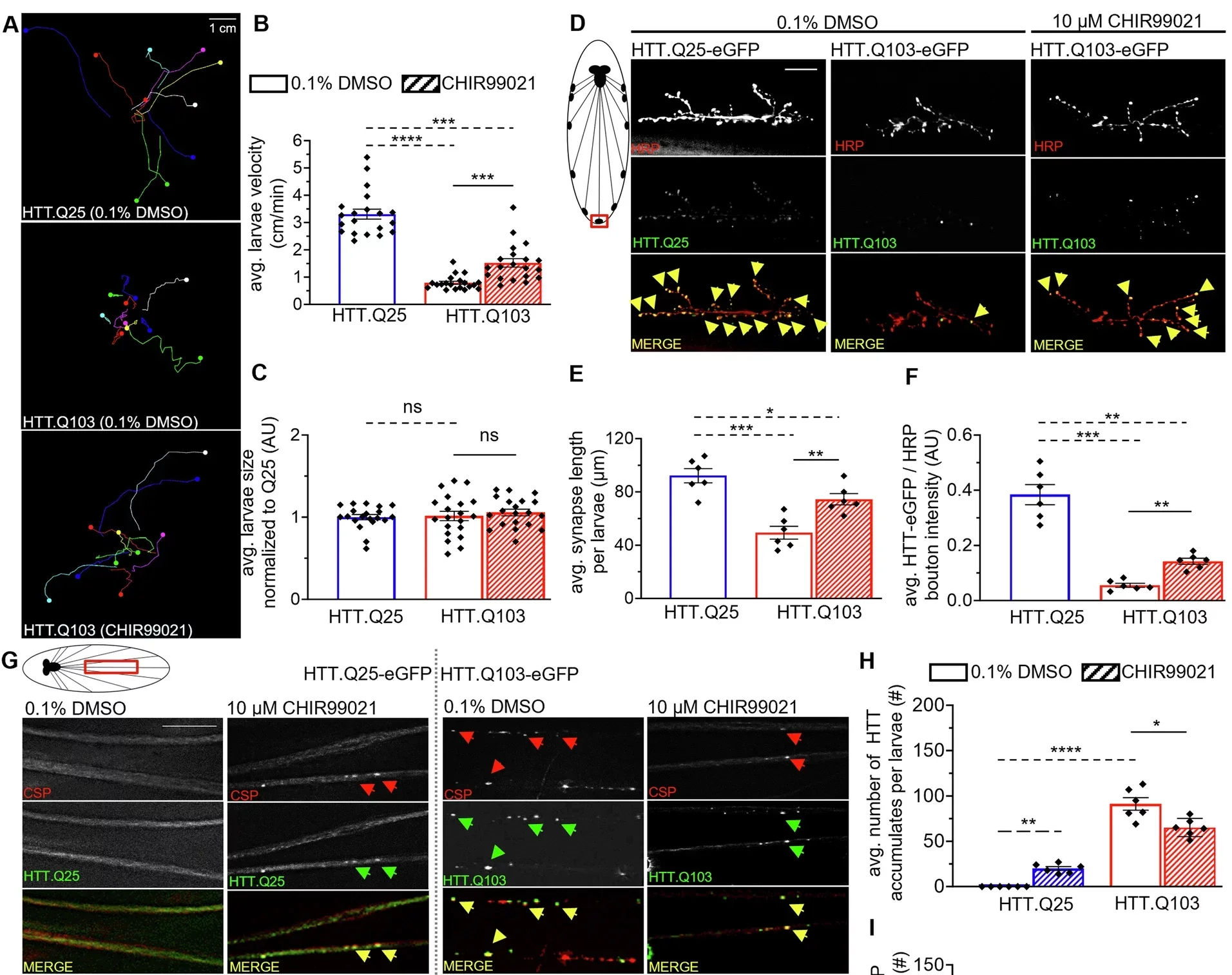 GSK3 inhibition mitigates larval locomotion defects, axonal transport blockages, abnormal synaptic morphology, and elevated neuronal cell death elicited by pathogenic HTT.