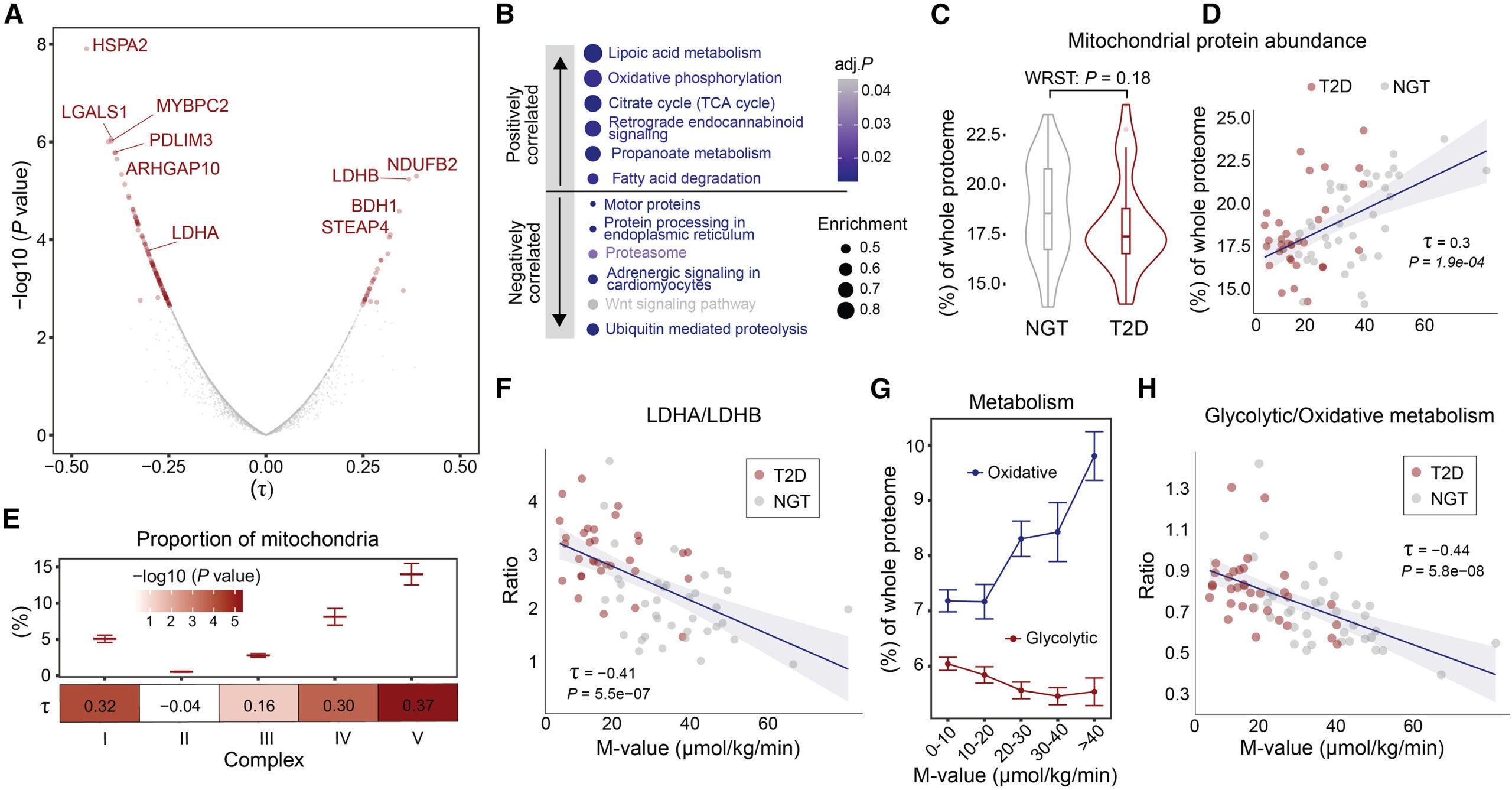 Proteomic signature of insulin-sensitive and -resistant skeletal muscle