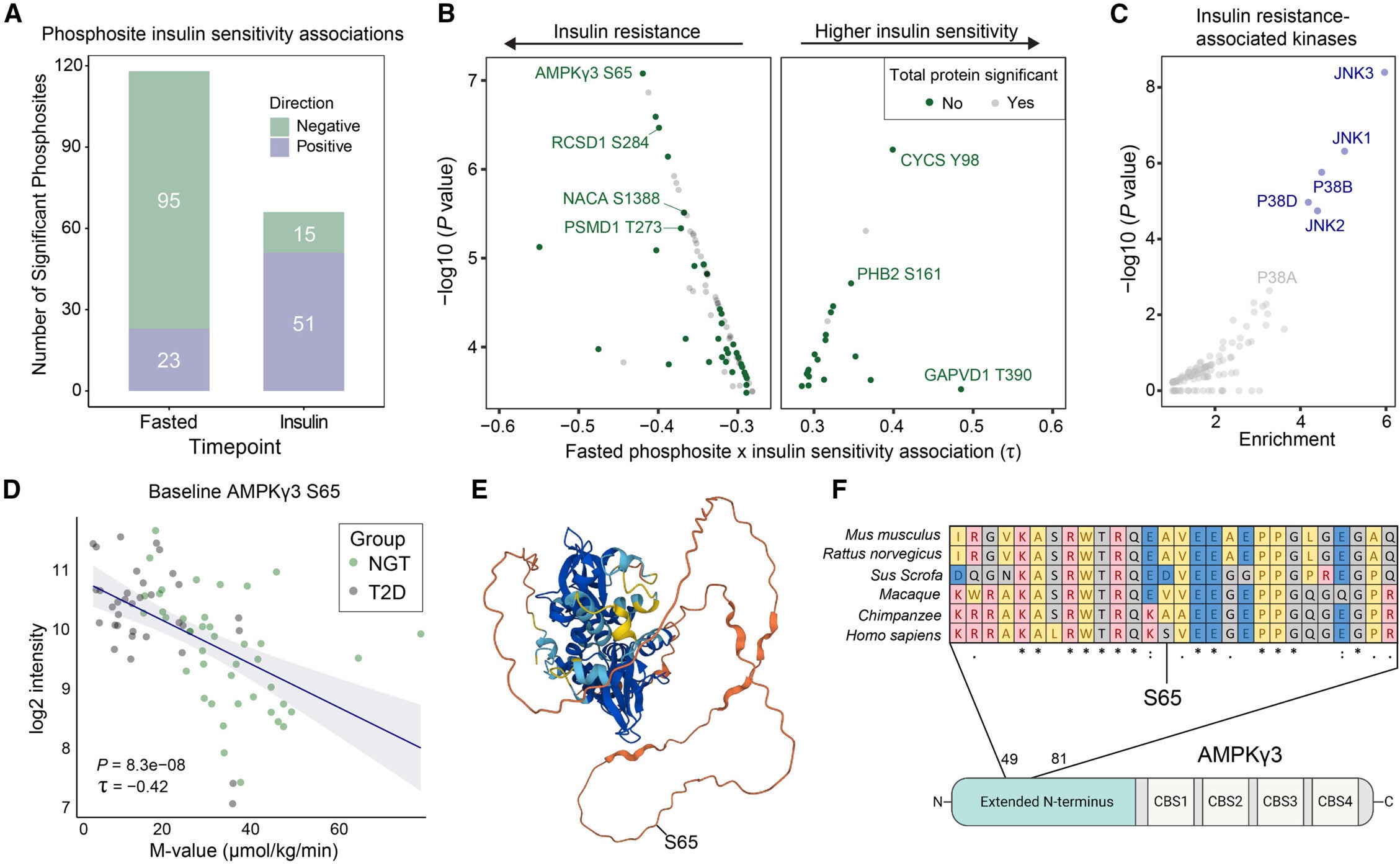 The fasting phosphoproteome landscape is a critical determinant of IS
