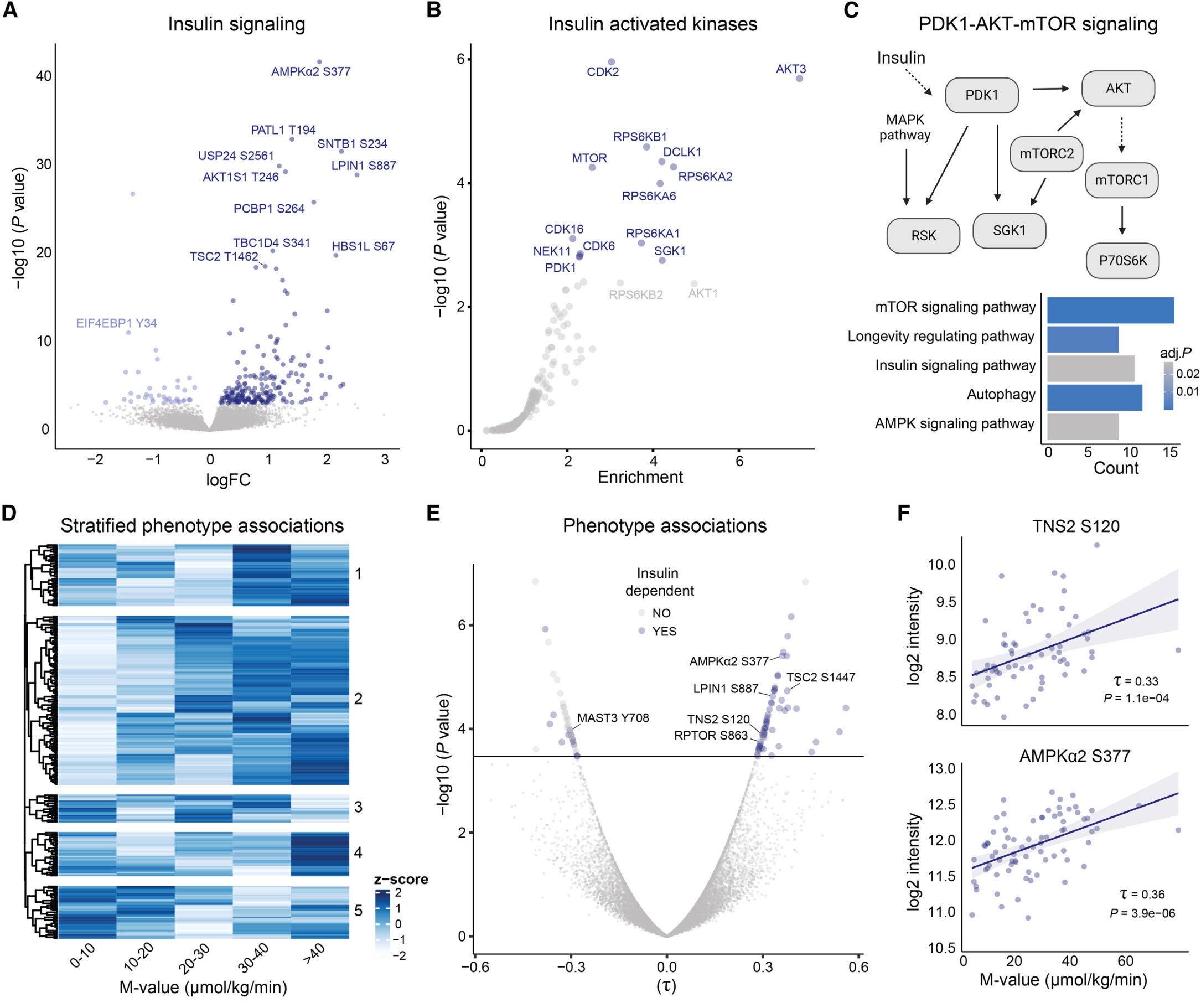 Preserved and dysregulated insulin signaling across states of insulin resistance