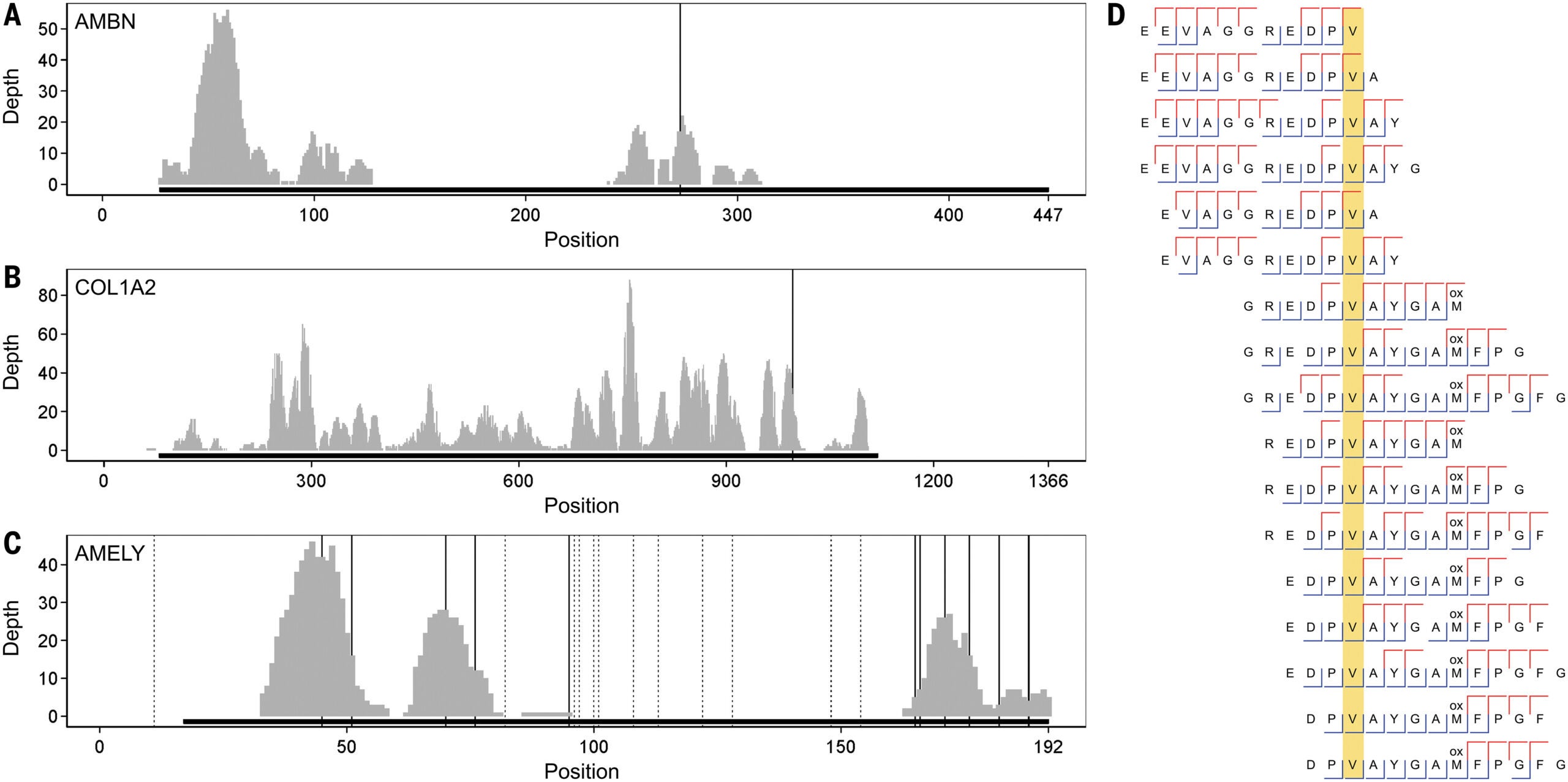 Details of the Denisovan-specific and male-specific peptides identified from Penghu 1.