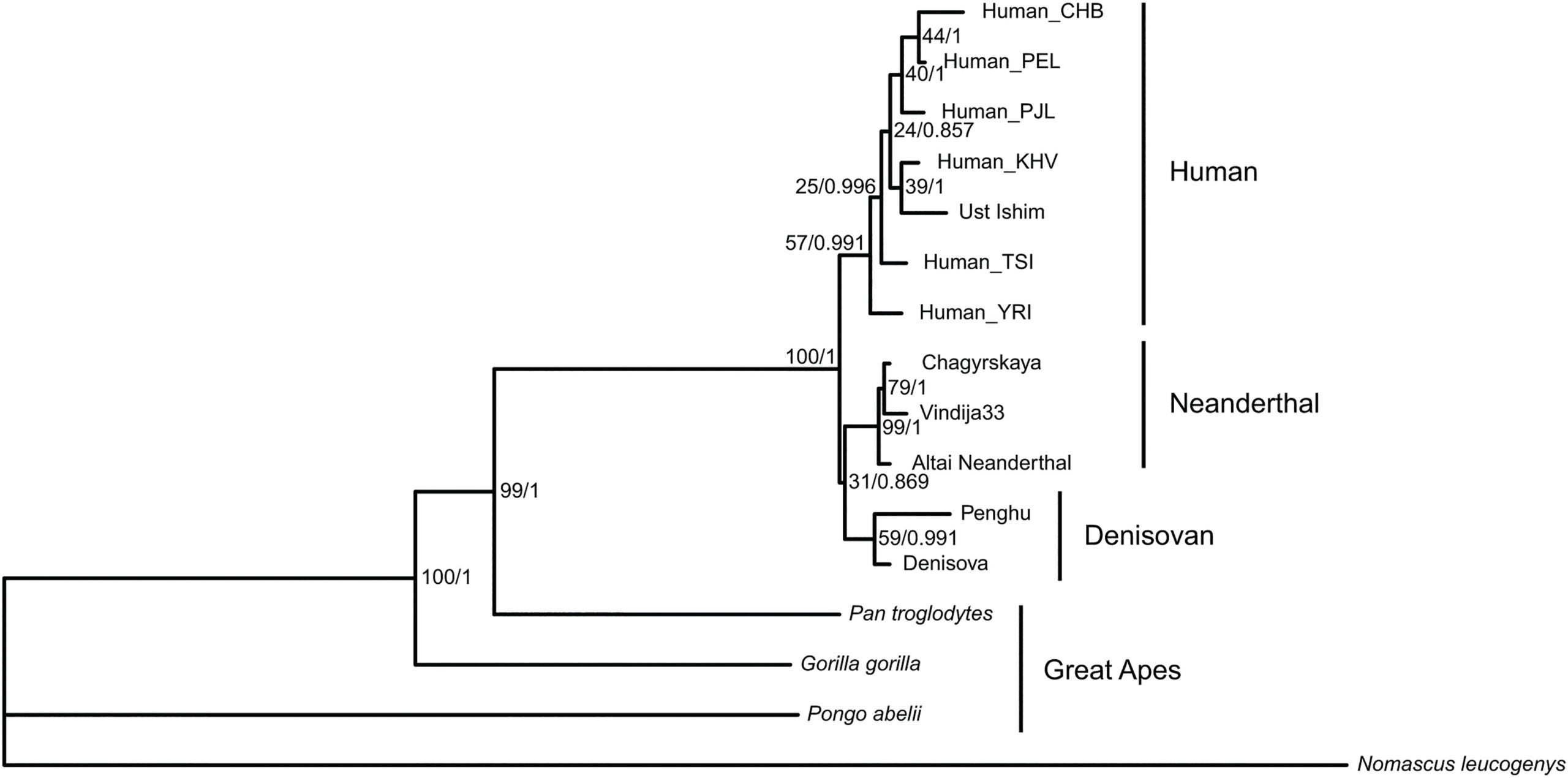 Phylogenetic tree constructed from a total of 3318 amino acid positions of 22 proteins by using maximum likelihood and Bayesian models.