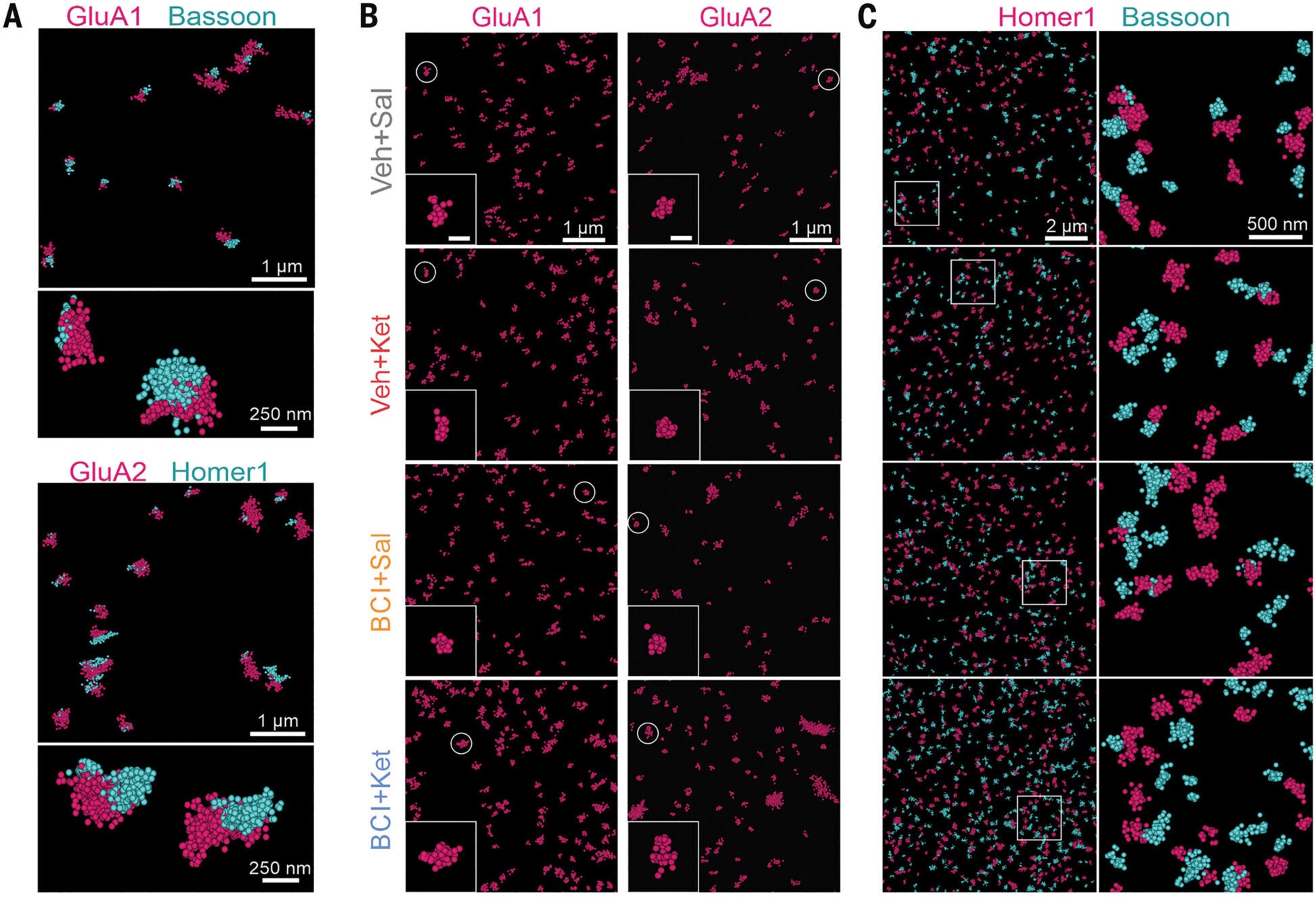 Ket+BCI cotreatment increases synaptic surface GluA1 and GluA2 protein levels and synapse number at CA1 stratum radiatum.