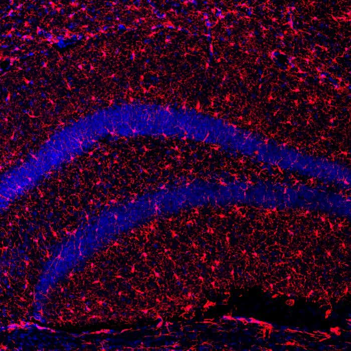 Scientists at Universitat Autònoma de Barcelona show that increasing the Klotho protein in mice boosts lifespan, muscles, bones, and brain health.