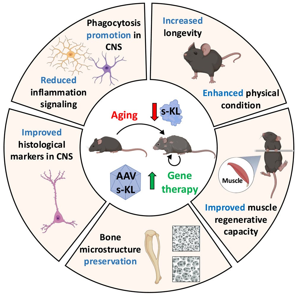 A graphical abstract of the study.
