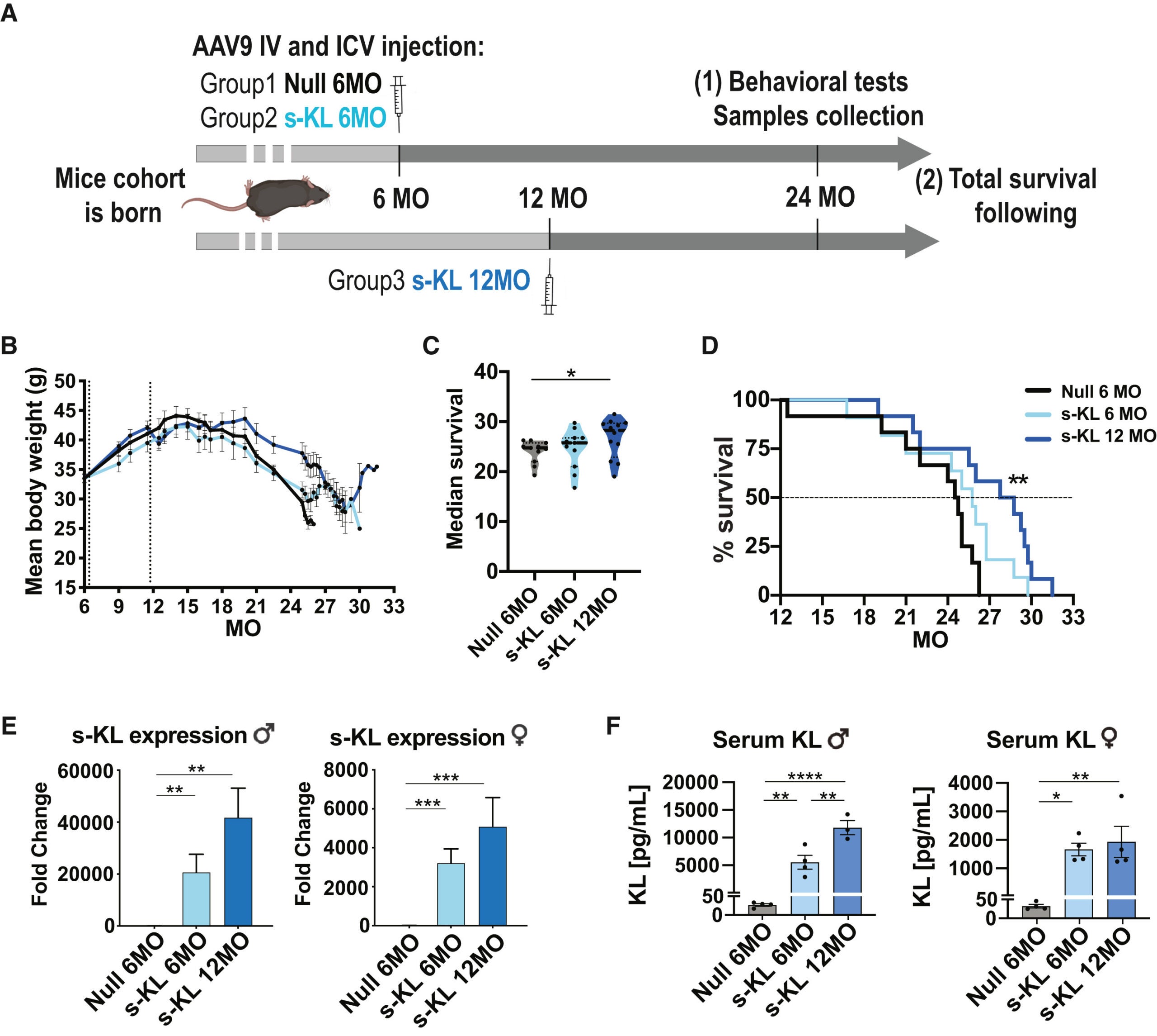 Longevity experiment follow-up and AAV treatment effectivity assessment