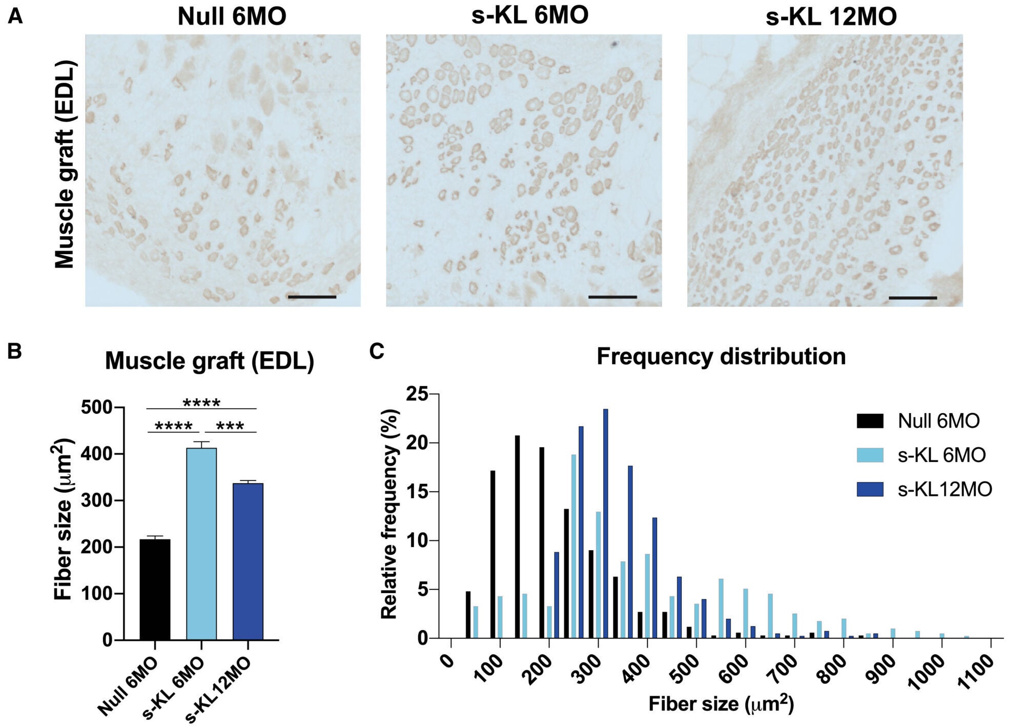 Histological analysis of muscle from s-KL-treated animals 7 days after transplantation